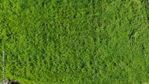 green grass background   the growing and beautiful rice fields   top view   background .