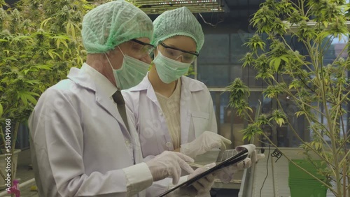 Cannabis Sativa or Cannabis Indica medical plant farming agriculture with scientist working hemp flower bud research for medicine 4k high quality video footage