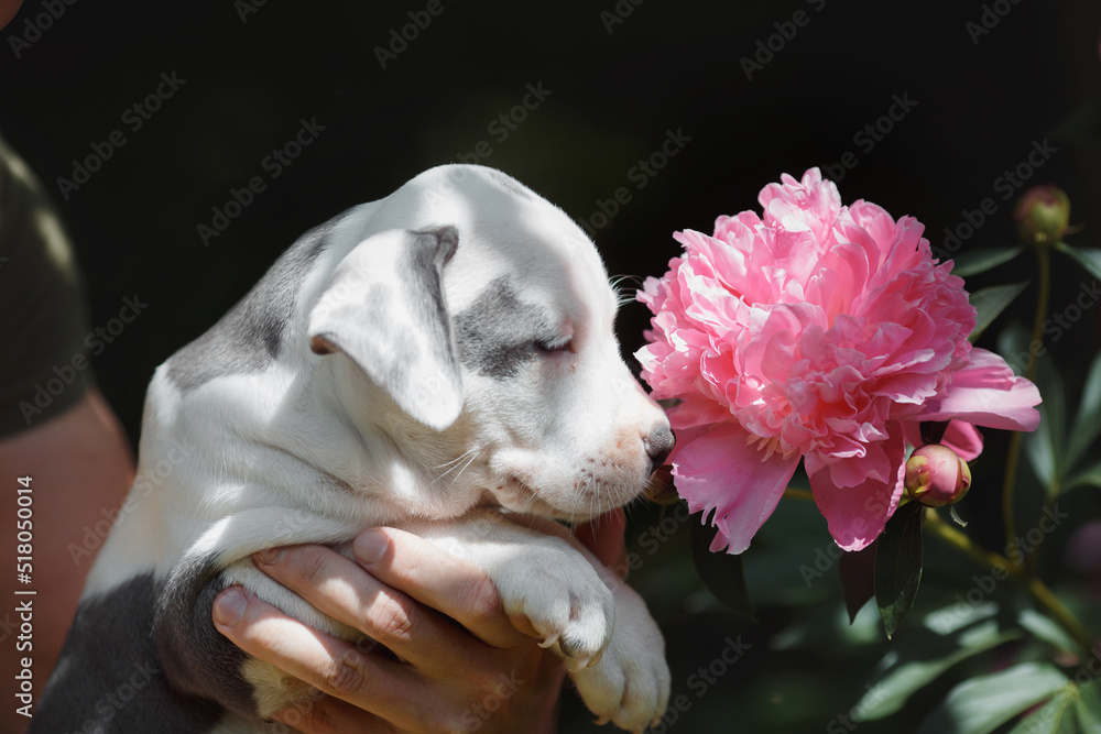 puppy american staffordshire terrier puppy american staffordshire terrier