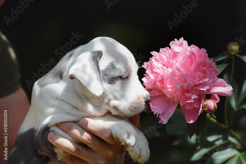 Fototapeta Naklejka Na Ścianę i Meble -  puppy american staffordshire terrier