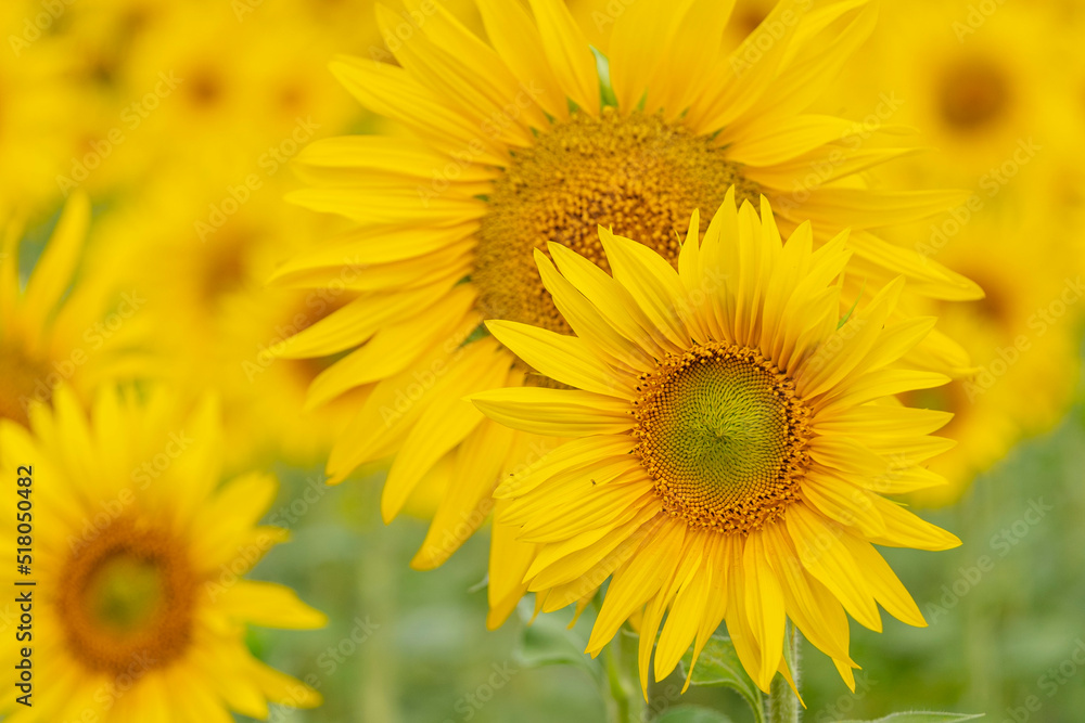 campo de girasoles, Helianthus annuus, santa María de Huerta, Soria, comunidad autónoma de Castilla y León, Spain, Europe campo de girasoles, Helianthus annuus, santa María de Huerta, Soria, comunidad autónoma de Castilla y León, Spain, Europe