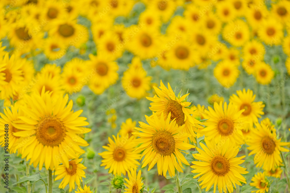 campo de girasoles, Helianthus annuus, santa María de Huerta, Soria, comunidad autónoma de Castilla y León, Spain, Europe campo de girasoles, Helianthus annuus, santa María de Huerta, Soria, comunidad autónoma de Castilla y León, Spain, Europe