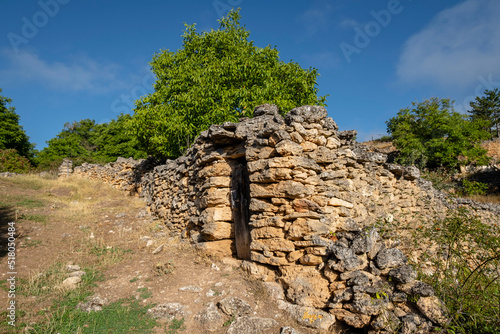 nogal, Juglans regia, barranco de la cascada, Chaorna, Soria, comunidad autónoma de Castilla y León, Spain, Europe