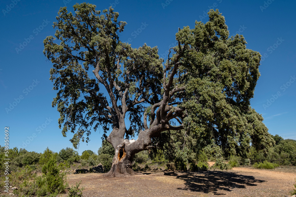 Fototapeta premium Carrasca de Valderromán, Quercus ilex, Soria, comunidad autónoma de Castilla y León, Spain, Europe