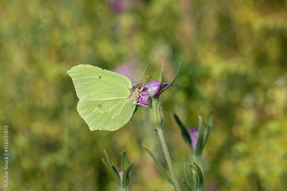 Common brimstone butterfly (Gonepteryx rhamni) on a corn-cockle blossom. Common brimstone butterfly (Gonepteryx rhamni) on a corn-cockle blossom.