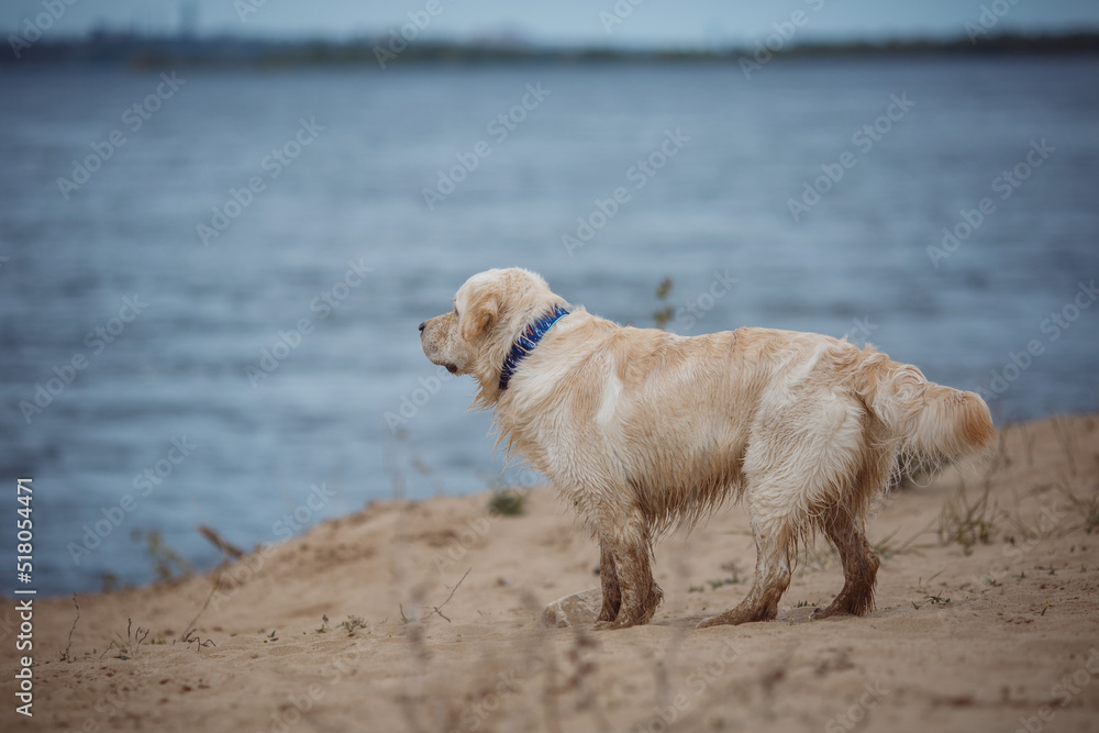 golden retriever in the park in nature in spring golden retriever in the park in nature in spring