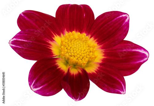 Close-up dahlia flower isolated on white background