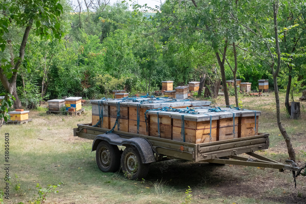 Wooden beehives with active honey bees.  Car trailer with beehives. Apiary. Beekeeping in the countryside. Organic farming. 