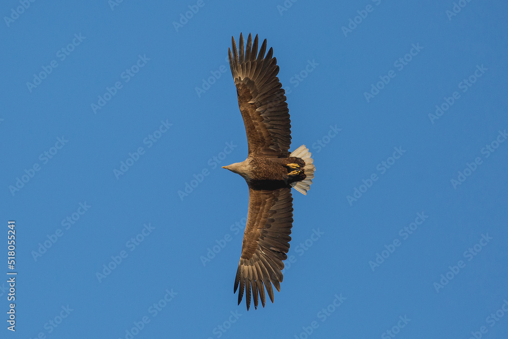 Obraz premium Haliaeetus albicilla flying in the sky