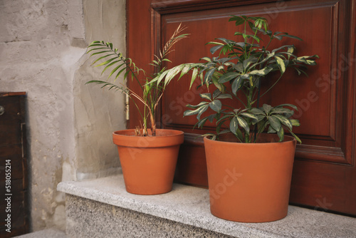 Pots with plants near wooden doors outdoor