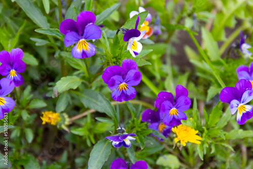 Group of perennial yellow-violet Viola cornuta  known as horned pansy or horned violet