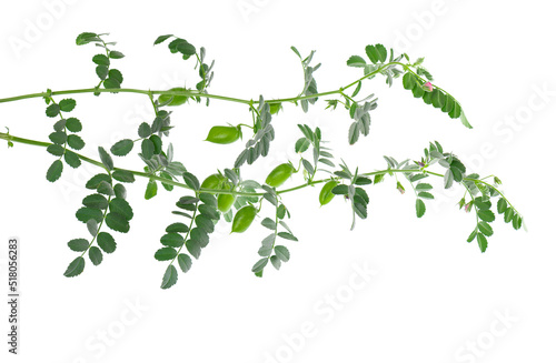 Green chickpeas branch isolated on white background. Chickpea in the pod and flowers.
