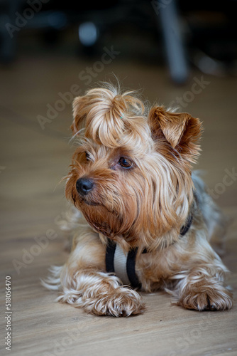 Portrait Yorkshire terrier 