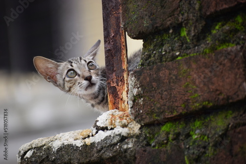 Photography cat on fence