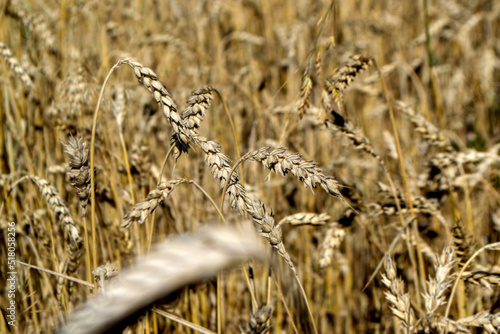 Wheat field. Ears of golden wheat close up. Beautiful Nature Sunset Landscape. Rural Scenery under Shining Sunlight. Background of ripening ears of wheat field. Rich harvest Concept High quality photo