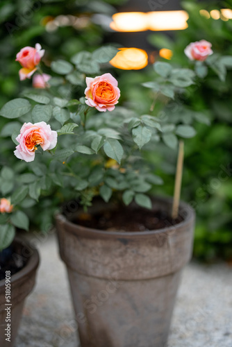 Beautiful bush rose bud on sunset