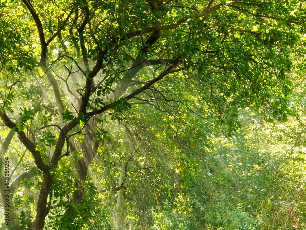 rayons du soleil à travers la pluie qui passe à travers le feuillage en faisant des rayons rayons du soleil à travers la pluie qui passe à travers le feuillage en faisant des rayons