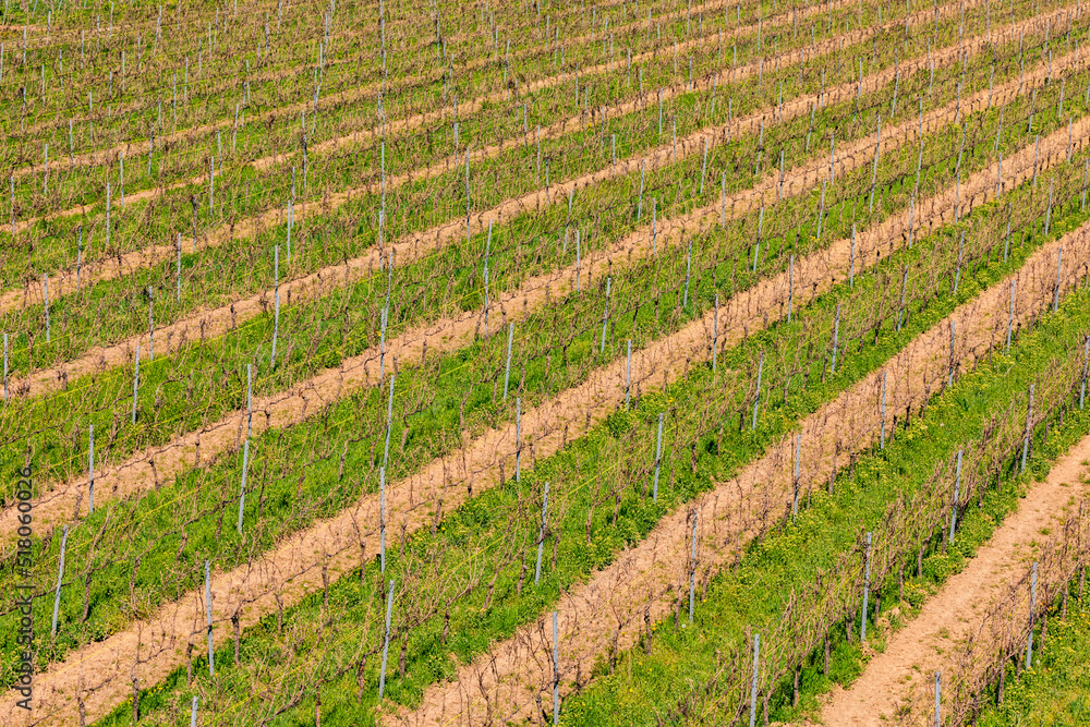 Reihen von jungen Weinreben an einem Weinberg in Rheinland-Pfalz, Deutschland Reihen von jungen Weinreben an einem Weinberg in Rheinland-Pfalz, Deutschland