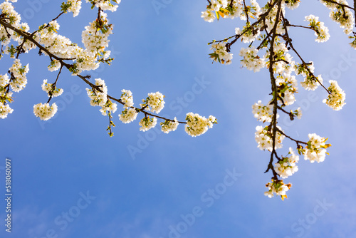 Weiße Kirschblüten an einem Ast machen im Frühling eine frische und freundliche Stimmung