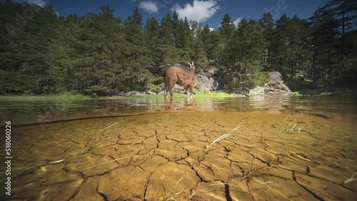 Split level view over and underwater. Lama standing in the shallow water near the shore. Slow-motion, pan right photo