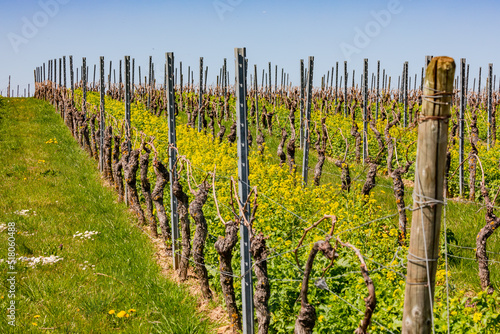 Nahaufnahme von Reihen von Weinreben an einem Weinberg, Rheinland-Pfalz, Deutschland