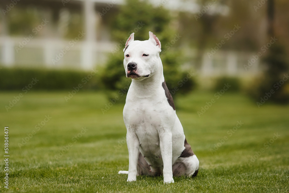 american staffordshire terrier in the park american staffordshire terrier in the park