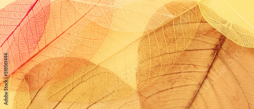 Transparent and delicate leaves over old background