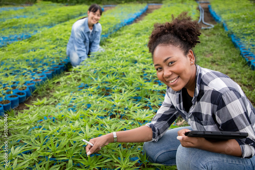 Diversity of gardener woman with tablet for check quality of cannabis, Professional farmer attentive marijuana or cannabis plantation in greenhouse