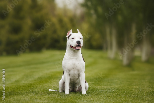 american staffordshire terrier in the park
