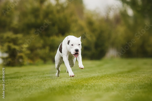 american staffordshire terrier in the park