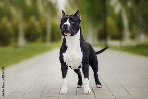 Fotografija american staffordshire terrier  in the park