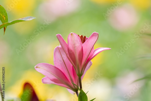 ピンク色の百合の花