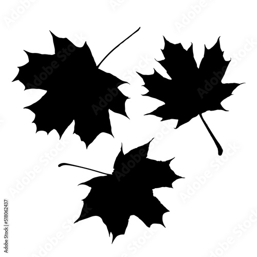 Maple leaf vector icon on white background