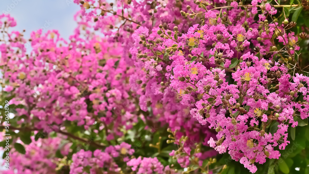 Obraz premium サルスベリの花