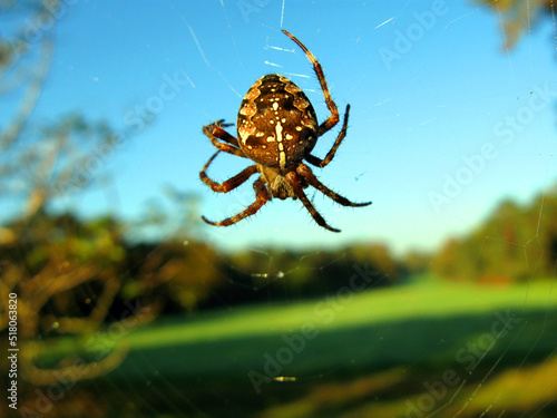 Foto Large cross-spider Araneus hanging in the air on a web close-up against the blue