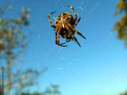 Fotobehang Large cross-spider Araneus hanging in the air on a web close-up against the blue