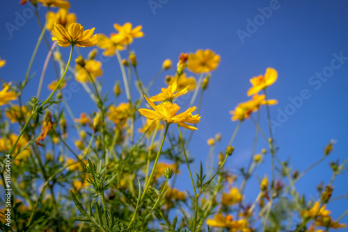 yellow cosmos flowers with sky in the background