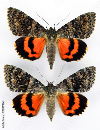 Butterflies isolated on white. Red moth Catocala deducta macro. Noctuidae, collection butterflies, lepidoptera, entomology. photo