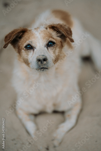 cute little dog in the sand at the beach - Jack Russell Terrier