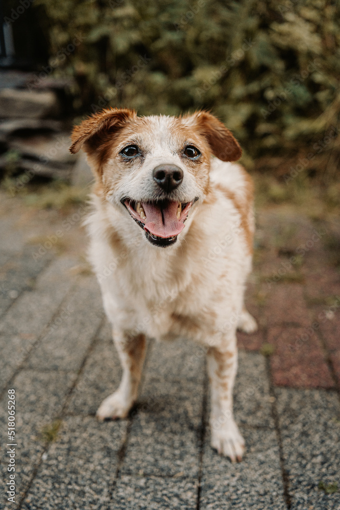 happy cute little dog in the garden - Jack Russell Terrier