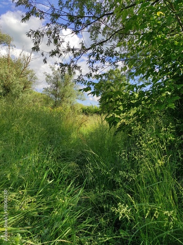 Fototapeta Naklejka Na Ścianę i Meble -  grass and trees