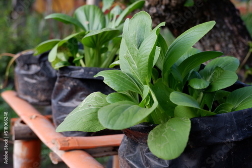 Close-up photo of Brassica Rapa or Pakcoy or Bok Choy better known as green mustard planted in hydroponic pots in a home garden photo