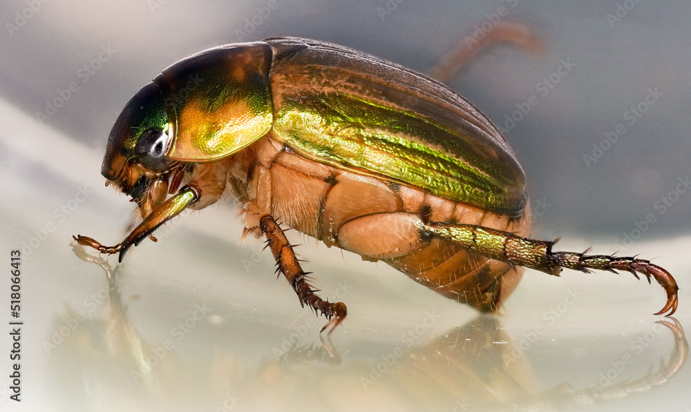 Fototapeta premium green golden June beetle