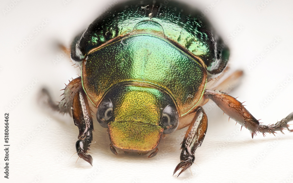 green golden June beetle green golden June beetle
