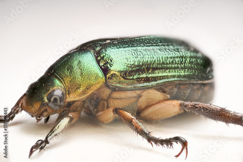 green golden June beetle © Ahmad