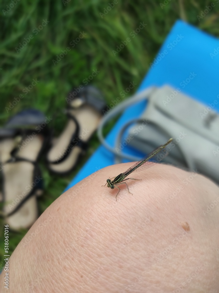 Obraz premium dragonfly on the leg