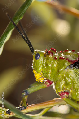 Green milkweed locust