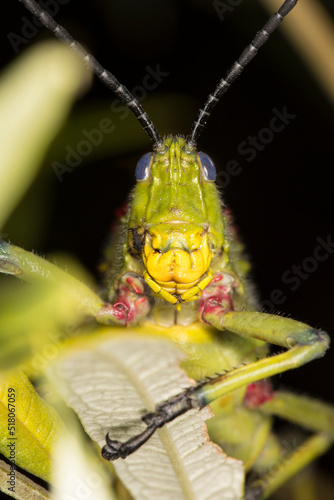 Green milkweed locust 