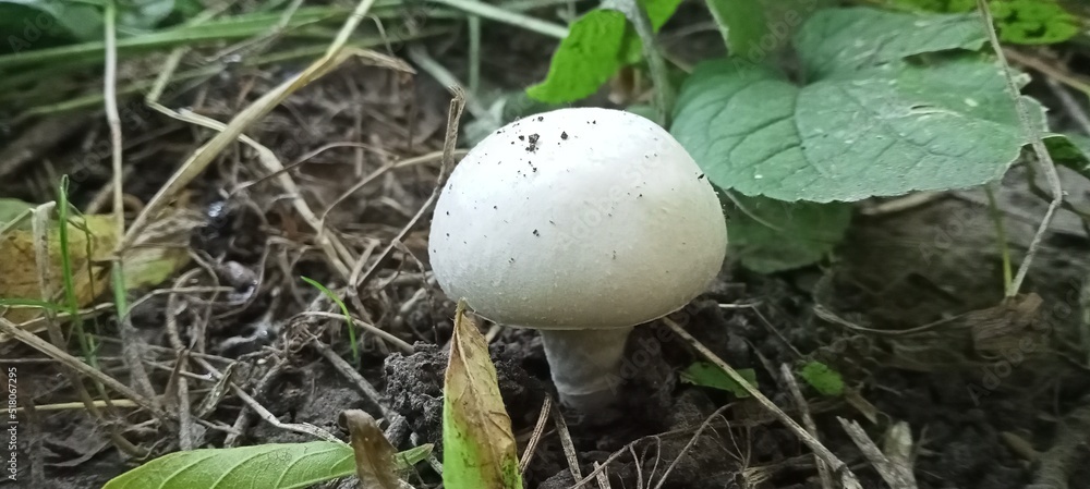 mushroom in the grass mushroom in the grass