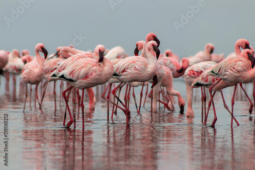 Wild african life.  Flock of pink african flamingos  walking around the blue lagoon on the background of bright sky © Yuliia Lakeienko